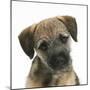 Border Terrier Bitch Puppy, Kes, with Head Cocked on One Side-Mark Taylor-Mounted Photographic Print