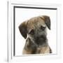 Border Terrier Bitch Puppy, Kes, with Head Cocked on One Side-Mark Taylor-Framed Photographic Print