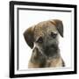 Border Terrier Bitch Puppy, Kes, with Head Cocked on One Side-Mark Taylor-Framed Photographic Print