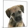 Border Terrier Bitch Puppy, Kes, with Head Cocked on One Side-Mark Taylor-Mounted Photographic Print