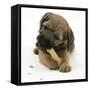 Border Terrier Bitch Puppy, Rusty, 10 Weeks, Eating a Bonio Biscuit-Mark Taylor-Framed Stretched Canvas