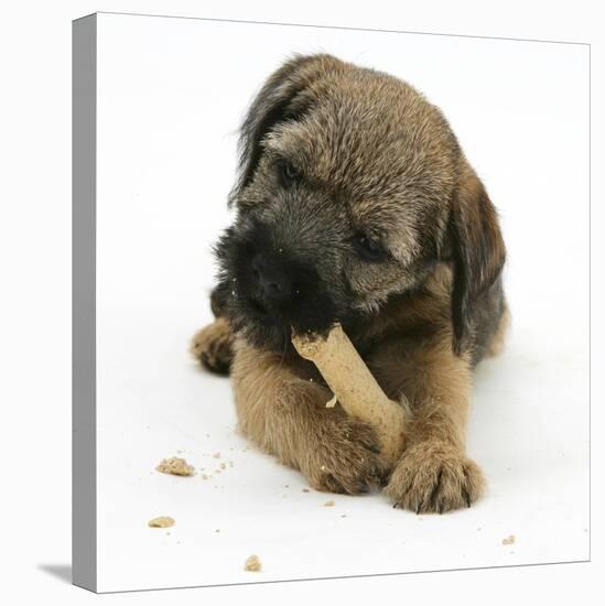 Border Terrier Bitch Puppy, Rusty, 10 Weeks, Eating a Bonio Biscuit-Mark Taylor-Stretched Canvas