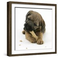 Border Terrier Bitch Puppy, Rusty, 10 Weeks, Eating a Bonio Biscuit-Mark Taylor-Framed Photographic Print