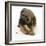 Border Terrier Bitch Puppy, Rusty, 10 Weeks, Eating a Bonio Biscuit-Mark Taylor-Framed Photographic Print