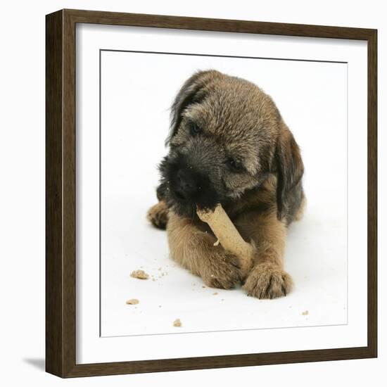 Border Terrier Bitch Puppy, Rusty, 10 Weeks, Eating a Bonio Biscuit-Mark Taylor-Framed Photographic Print