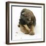 Border Terrier Bitch Puppy, Rusty, 10 Weeks, Eating a Bonio Biscuit-Mark Taylor-Framed Photographic Print