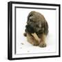 Border Terrier Bitch Puppy, Rusty, 10 Weeks, Eating a Bonio Biscuit-Mark Taylor-Framed Photographic Print