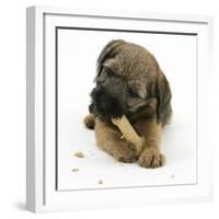 Border Terrier Bitch Puppy, Rusty, 10 Weeks, Eating a Bonio Biscuit-Mark Taylor-Framed Photographic Print