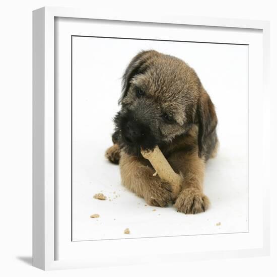 Border Terrier Bitch Puppy, Rusty, 10 Weeks, Eating a Bonio Biscuit-Mark Taylor-Framed Photographic Print