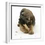 Border Terrier Bitch Puppy, Rusty, 10 Weeks, Eating a Bonio Biscuit-Mark Taylor-Framed Photographic Print