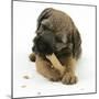 Border Terrier Bitch Puppy, Rusty, 10 Weeks, Eating a Bonio Biscuit-Mark Taylor-Mounted Photographic Print