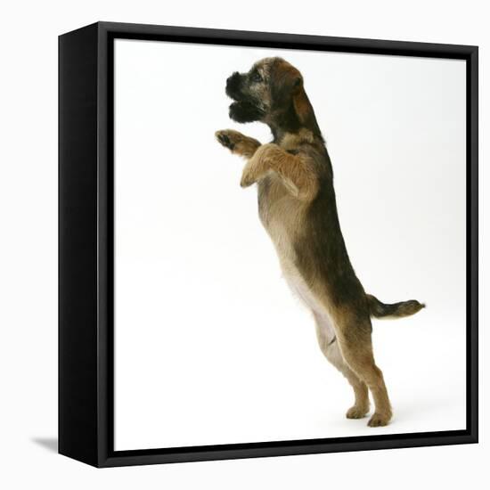Border Terrier Bitch Puppy, Rusty, 10 Weeks, Jumping Up-Mark Taylor-Framed Stretched Canvas