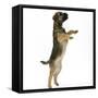 Border Terrier Bitch Puppy, Rusty, 10 Weeks, Jumping Up-Mark Taylor-Framed Stretched Canvas