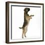 Border Terrier Bitch Puppy, Rusty, 10 Weeks, Jumping Up-Mark Taylor-Framed Photographic Print