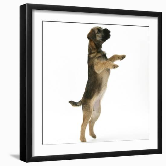 Border Terrier Bitch Puppy, Rusty, 10 Weeks, Jumping Up-Mark Taylor-Framed Photographic Print