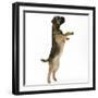 Border Terrier Bitch Puppy, Rusty, 10 Weeks, Jumping Up-Mark Taylor-Framed Photographic Print