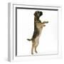 Border Terrier Bitch Puppy, Rusty, 10 Weeks, Jumping Up-Mark Taylor-Framed Photographic Print