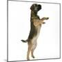 Border Terrier Bitch Puppy, Rusty, 10 Weeks, Jumping Up-Mark Taylor-Mounted Photographic Print