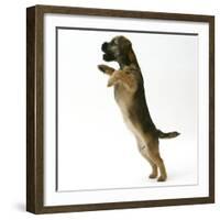 Border Terrier Bitch Puppy, Rusty, 10 Weeks, Jumping Up-Mark Taylor-Framed Photographic Print