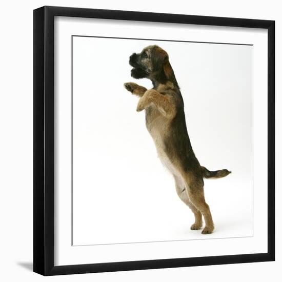 Border Terrier Bitch Puppy, Rusty, 10 Weeks, Jumping Up-Mark Taylor-Framed Photographic Print