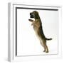 Border Terrier Bitch Puppy, Rusty, 10 Weeks, Jumping Up-Mark Taylor-Framed Photographic Print