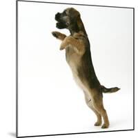 Border Terrier Bitch Puppy, Rusty, 10 Weeks, Jumping Up-Mark Taylor-Mounted Photographic Print