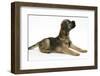 Border Terrier Bitch Puppy, Rusty, 10 Weeks, Lying, Looking Up-Mark Taylor-Framed Photographic Print