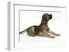 Border Terrier Bitch Puppy, Rusty, 10 Weeks, Lying, Looking Up-Mark Taylor-Framed Photographic Print