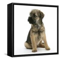 Border Terrier Bitch Puppy, Rusty, 10 Weeks, Sitting-Mark Taylor-Framed Stretched Canvas