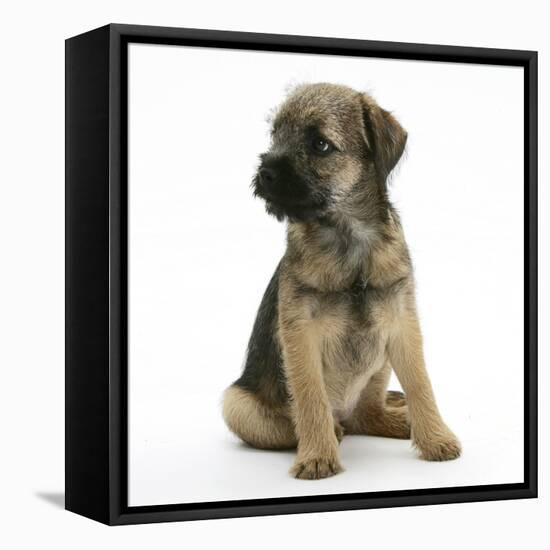 Border Terrier Bitch Puppy, Rusty, 10 Weeks, Sitting-Mark Taylor-Framed Stretched Canvas