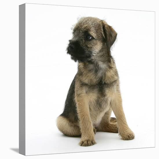Border Terrier Bitch Puppy, Rusty, 10 Weeks, Sitting-Mark Taylor-Stretched Canvas