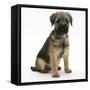 Border Terrier Bitch Puppy, Rusty, 10 Weeks, Sitting-Mark Taylor-Framed Stretched Canvas