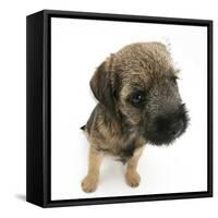 Border Terrier Bitch Puppy, Rusty, 10 Weeks, Sitting-Mark Taylor-Framed Stretched Canvas