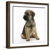 Border Terrier Bitch Puppy, Rusty, 10 Weeks, Sitting-Mark Taylor-Framed Photographic Print