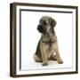 Border Terrier Bitch Puppy, Rusty, 10 Weeks, Sitting-Mark Taylor-Framed Photographic Print