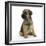 Border Terrier Bitch Puppy, Rusty, 10 Weeks, Sitting-Mark Taylor-Framed Photographic Print