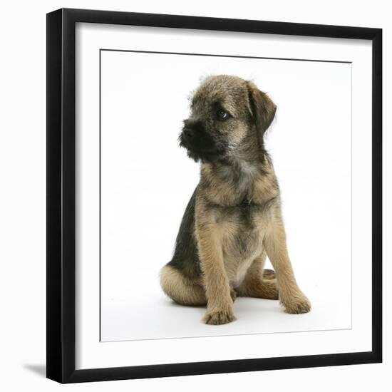 Border Terrier Bitch Puppy, Rusty, 10 Weeks, Sitting-Mark Taylor-Framed Photographic Print