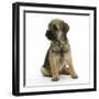 Border Terrier Bitch Puppy, Rusty, 10 Weeks, Sitting-Mark Taylor-Framed Photographic Print