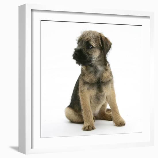 Border Terrier Bitch Puppy, Rusty, 10 Weeks, Sitting-Mark Taylor-Framed Photographic Print