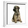 Border Terrier Bitch Puppy, Rusty, 10 Weeks, Sitting-Mark Taylor-Framed Photographic Print