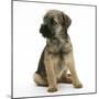 Border Terrier Bitch Puppy, Rusty, 10 Weeks, Sitting-Mark Taylor-Mounted Photographic Print