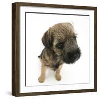 Border Terrier Bitch Puppy, Rusty, 10 Weeks, Sitting-Mark Taylor-Framed Photographic Print