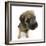 Border Terrier Bitch Puppy, Rusty, 10 Weeks, Sitting-Mark Taylor-Framed Photographic Print