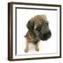 Border Terrier Bitch Puppy, Rusty, 10 Weeks, Sitting-Mark Taylor-Framed Photographic Print