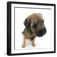 Border Terrier Bitch Puppy, Rusty, 10 Weeks, Sitting-Mark Taylor-Framed Photographic Print