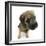 Border Terrier Bitch Puppy, Rusty, 10 Weeks, Sitting-Mark Taylor-Framed Photographic Print