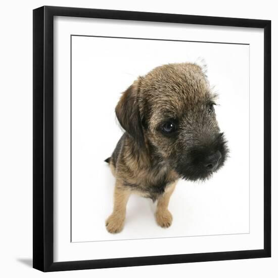 Border Terrier Bitch Puppy, Rusty, 10 Weeks, Sitting-Mark Taylor-Framed Photographic Print