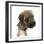 Border Terrier Bitch Puppy, Rusty, 10 Weeks, Sitting-Mark Taylor-Framed Photographic Print