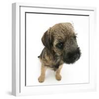 Border Terrier Bitch Puppy, Rusty, 10 Weeks, Sitting-Mark Taylor-Framed Photographic Print