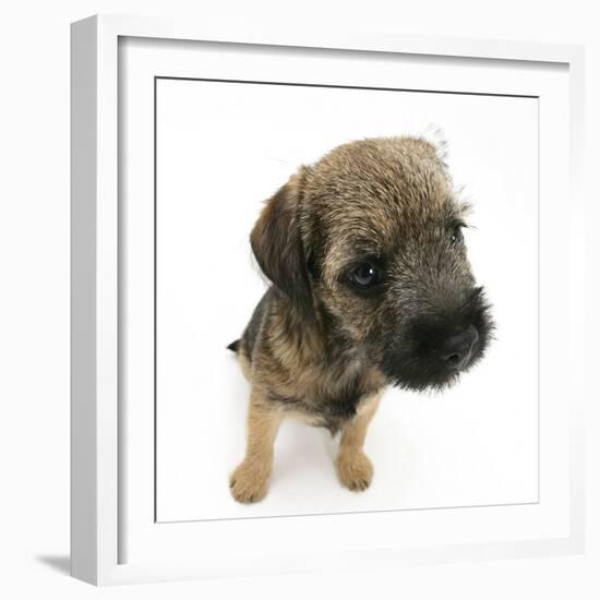 Border Terrier Bitch Puppy, Rusty, 10 Weeks, Sitting-Mark Taylor-Framed Photographic Print